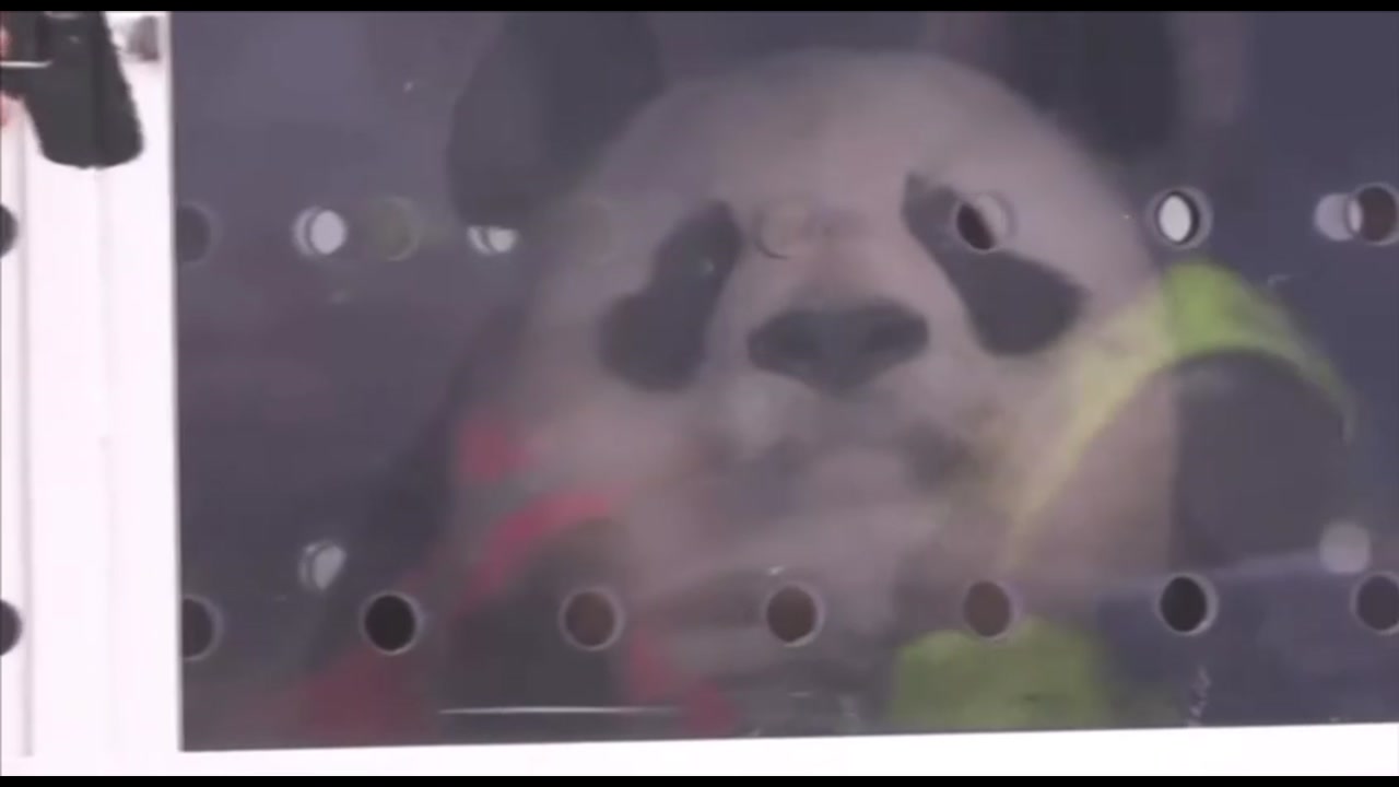 [Video] Giant pandas Huan Huan and Yuan Zi return to China from France